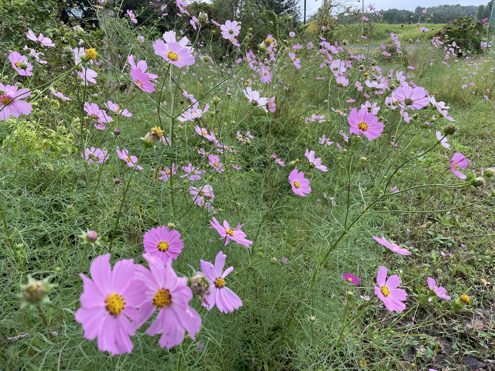 ピンク色の花が咲く風景