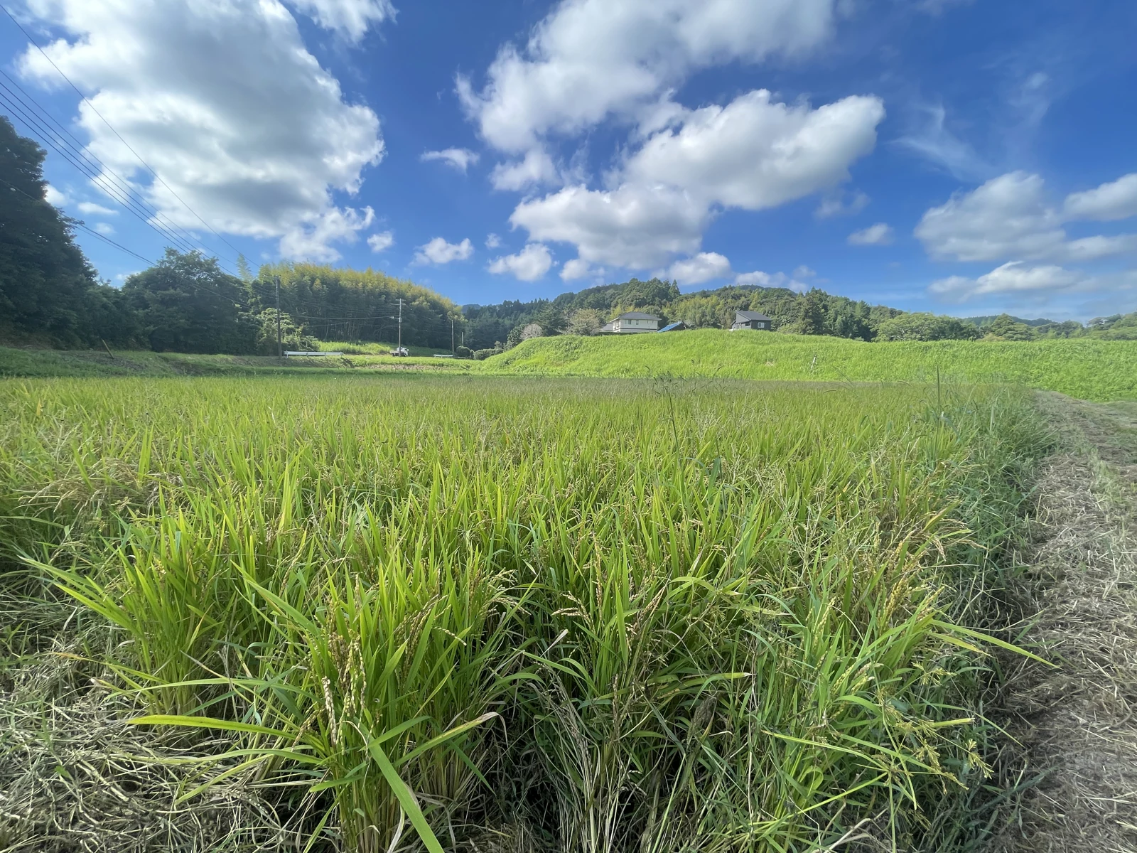 長狭の田園